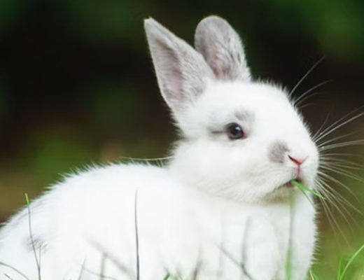 Weiße Kaninchen dienen häufig als Versuchtiere